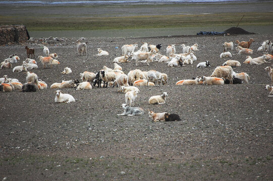 草原上有无数绵羊在休息