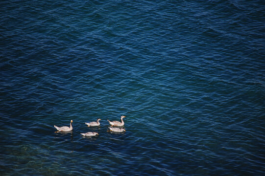 五只可爱的鸭子在湖中游泳