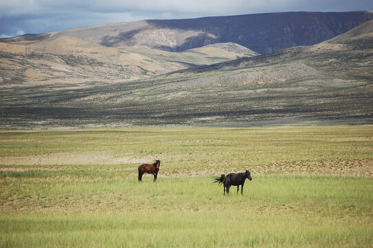草原上有两匹野马