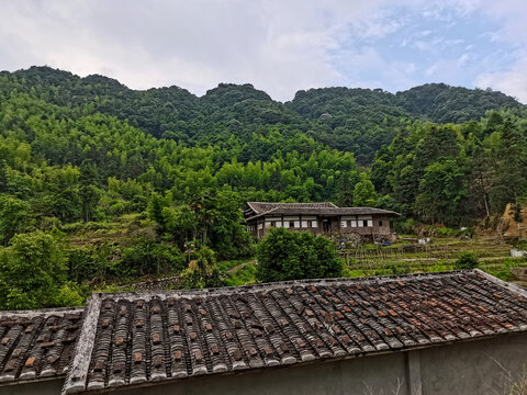 闽东农家绿意浓