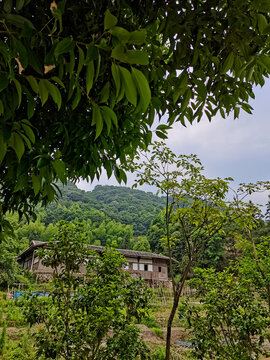 家在青山绿树间