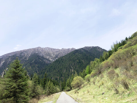 高山森林