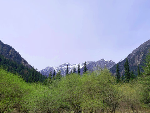 高山森林