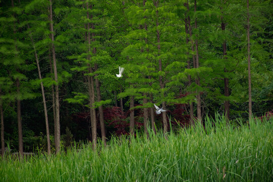 芦苇丛中突然飞起两只鸟