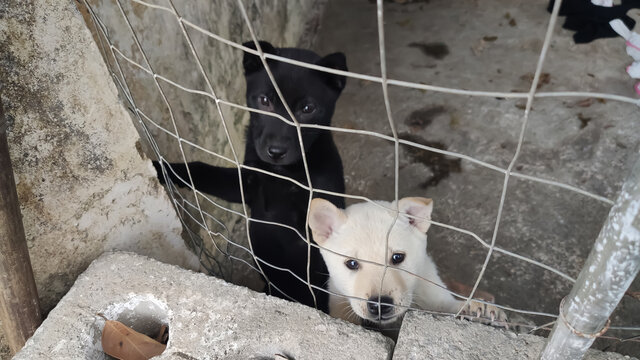 铁网后的中华田园犬