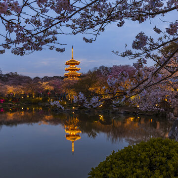 东湖樱园夜色