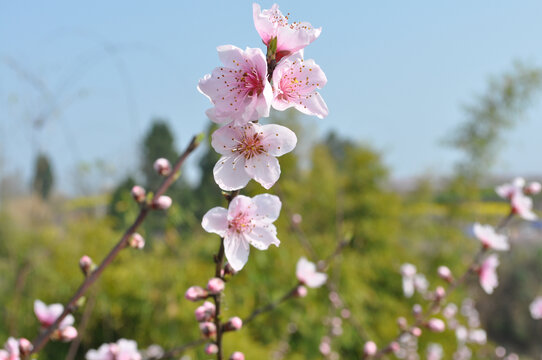 桃花开