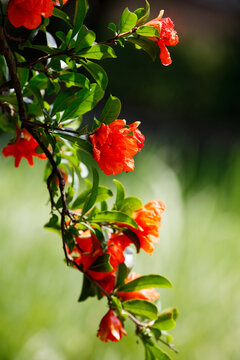 石榴花