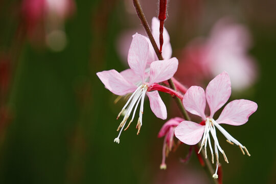 蜂恋花