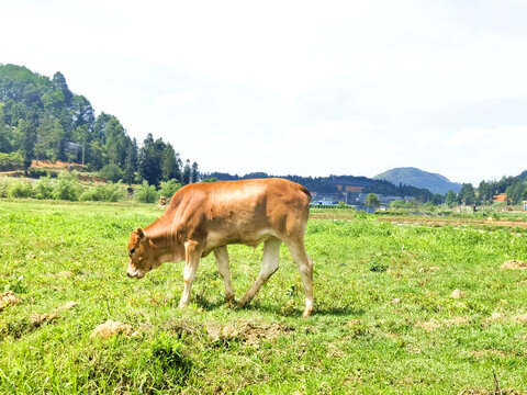 生态养殖黄牛