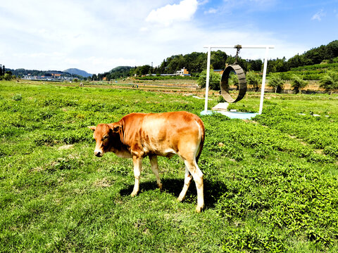 生态养殖