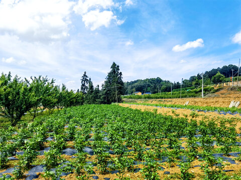 辣椒基地