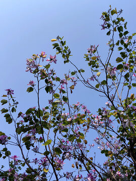 羊蹄甲花树