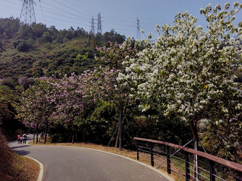 光明大雁山绿道