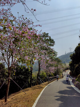 光明大雁山绿道