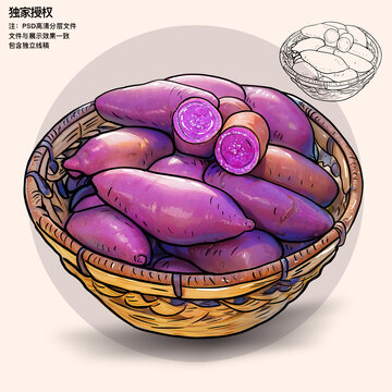 沙地紫罗兰紫薯