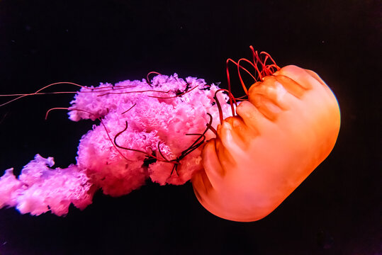 海水中的太平洋海刺水母