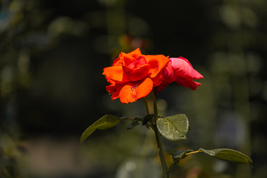 一朵红色的花