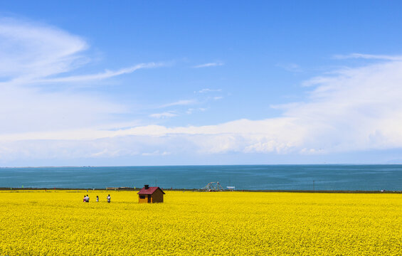 青海湖夏日风景