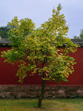 绿树红墙
