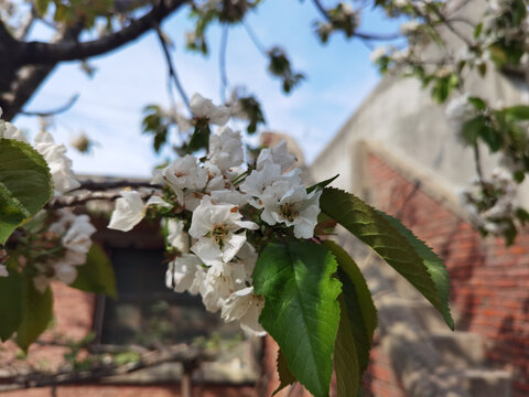 樱桃花