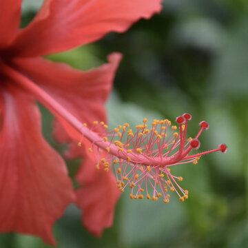 花花草草