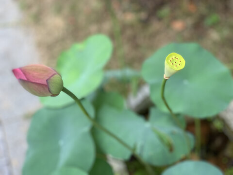 花花草草