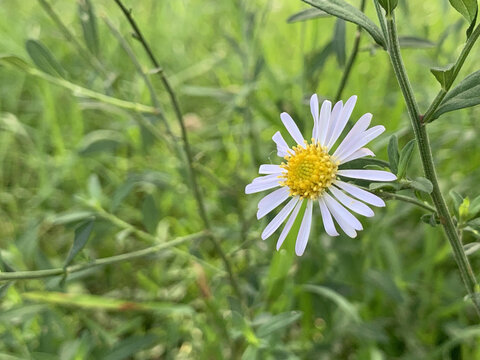 花花草草