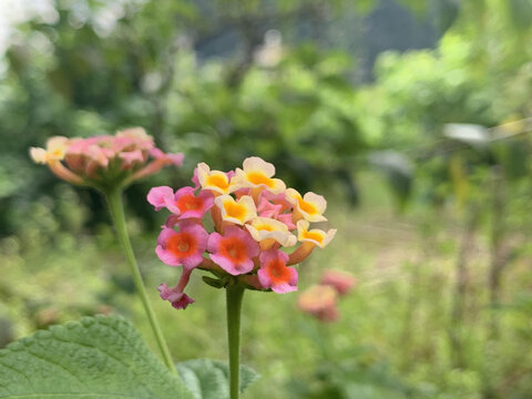 花花草草