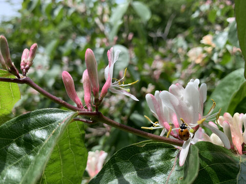 花花草草