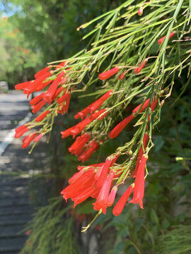 花花草草