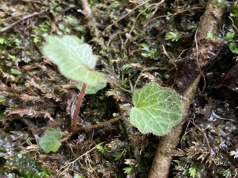 花花草草