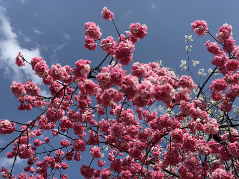 花花草草