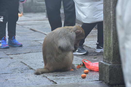 庐山猕猴