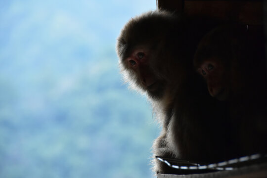 黔灵山庐山的猕猴黄山短尾猴