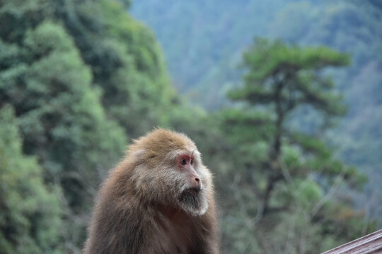 黄山短尾猴