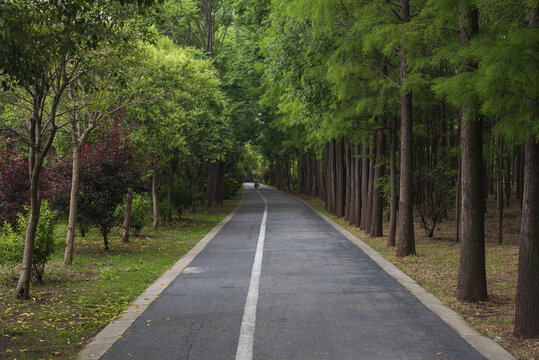 树林道路