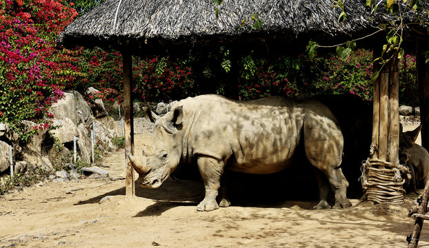 爪哇犀牛
