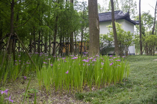 鲜花树林背景