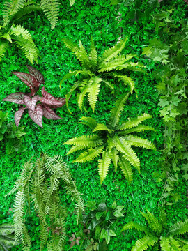 仿真植物墙