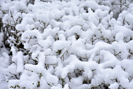 雪韵