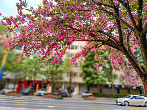 街边盛开的樱花树