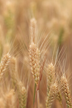 小麦种植