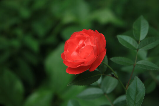 月季花