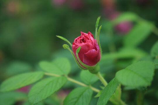 月季花