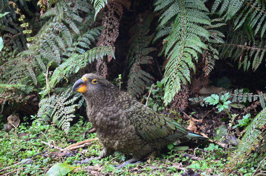 新西兰鸮鹦鹉