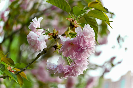 樱花