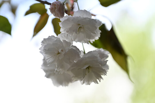 樱花