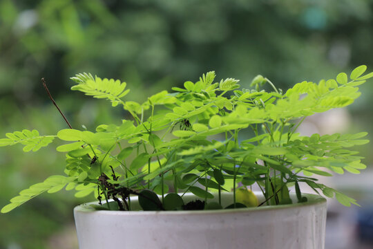 含羞草植物感应草害羞草