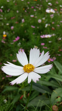 格桑花百日菊